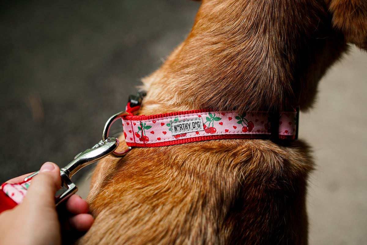 Pink Cherry Nylon Dog Collar in pink, product view 5