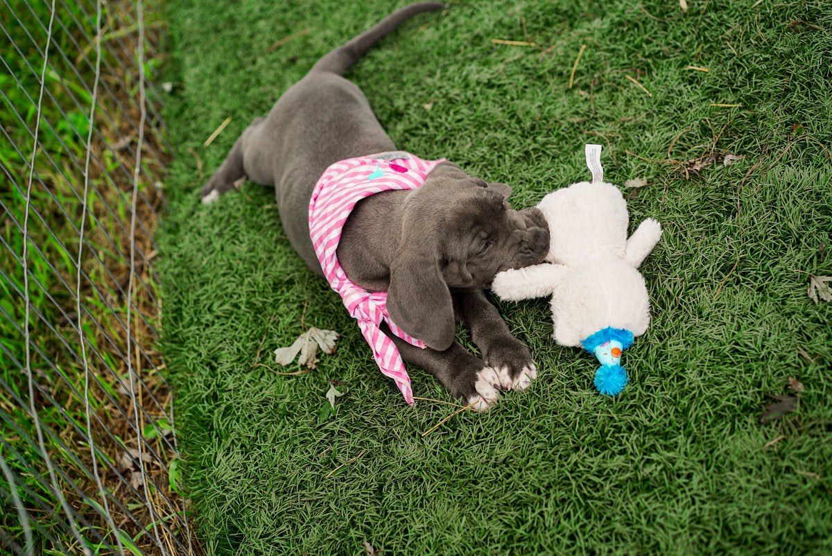 Birthday Bear Dog Toy – Blue & Pink, Size One Size