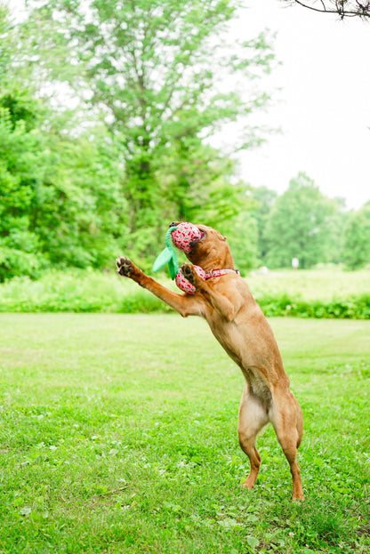 Pink Cherries Squeaky Dog Toy, dog playing with toy outdoors