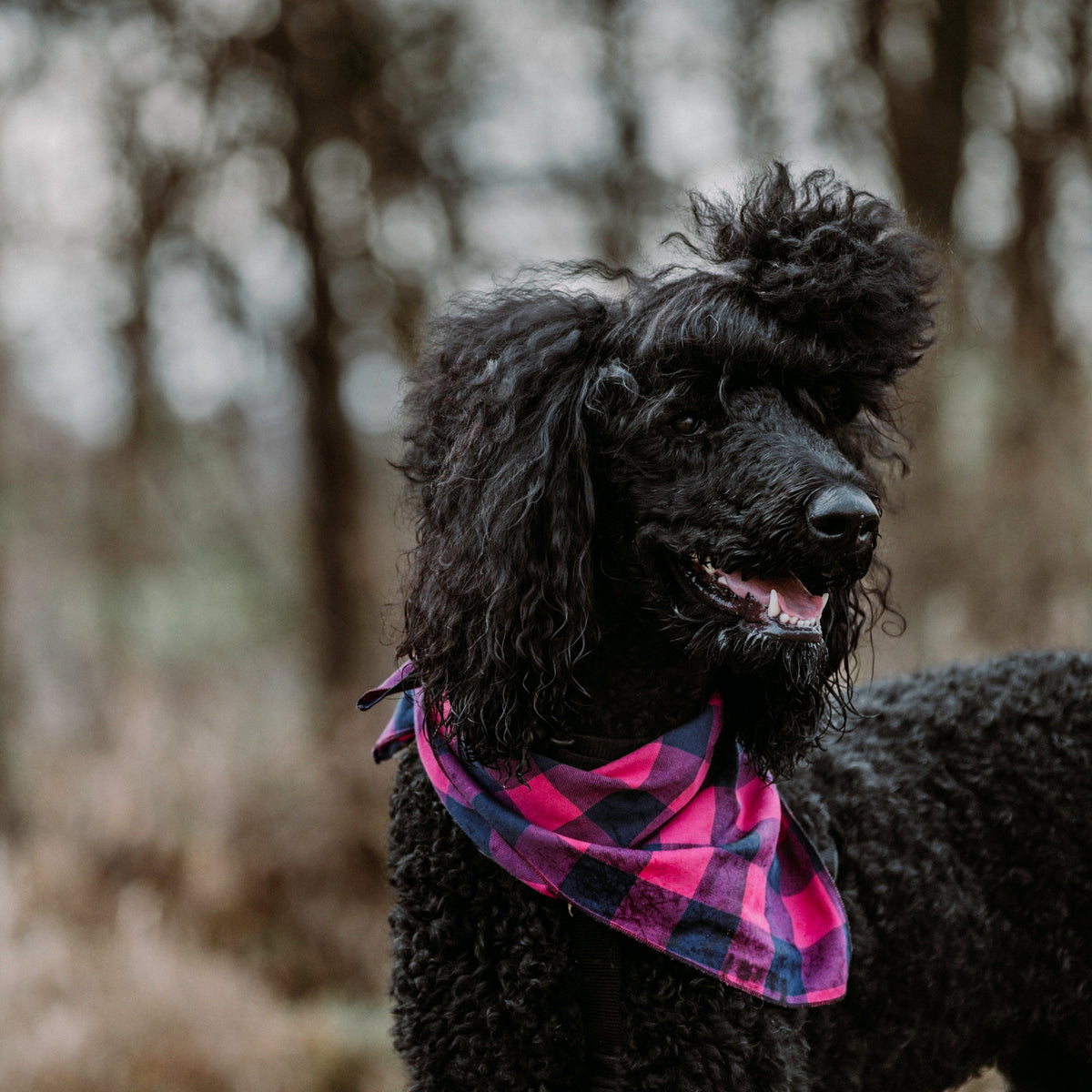 Pink/Navy Buffalo Check Dog Bandana – Cotton, Pink/Navy, Sizes S, L