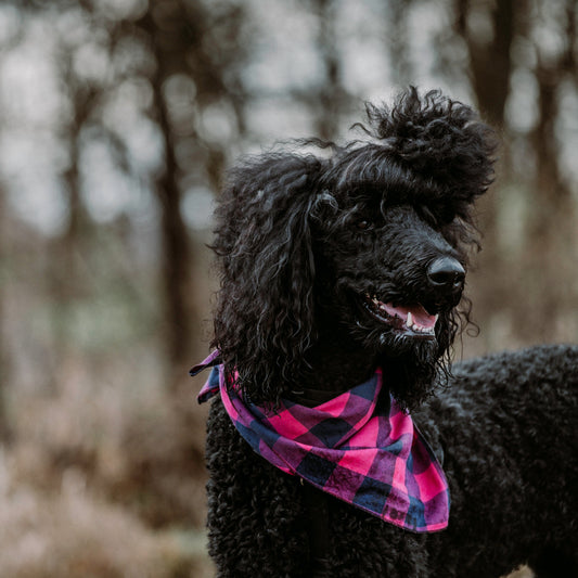 Pink/Navy Buffalo Check Dog Bandana – Cotton, Pink/Navy, Sizes S, L