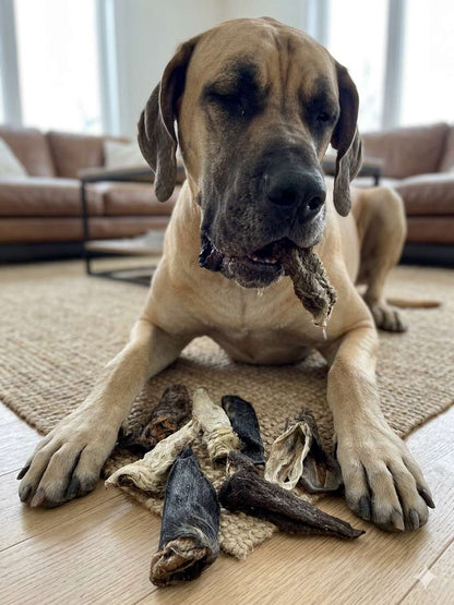 Dog Treat - All Natural Lamb Ears - Large
