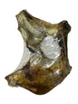 Dog Treat - Buffalo Hip Bone