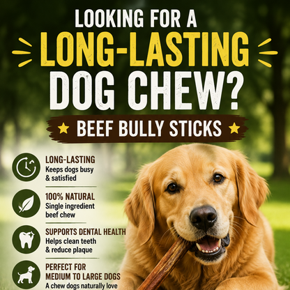 Promotional graphic for Beef Bully Sticks dog chews, featuring a golden retriever on grass holding a chew, with several beef bully sticks displayed in the foreground. Text highlights benefits like long-lasting chewing, natural single-ingredient quality, dental health support, and suitability for medium to large dogs.