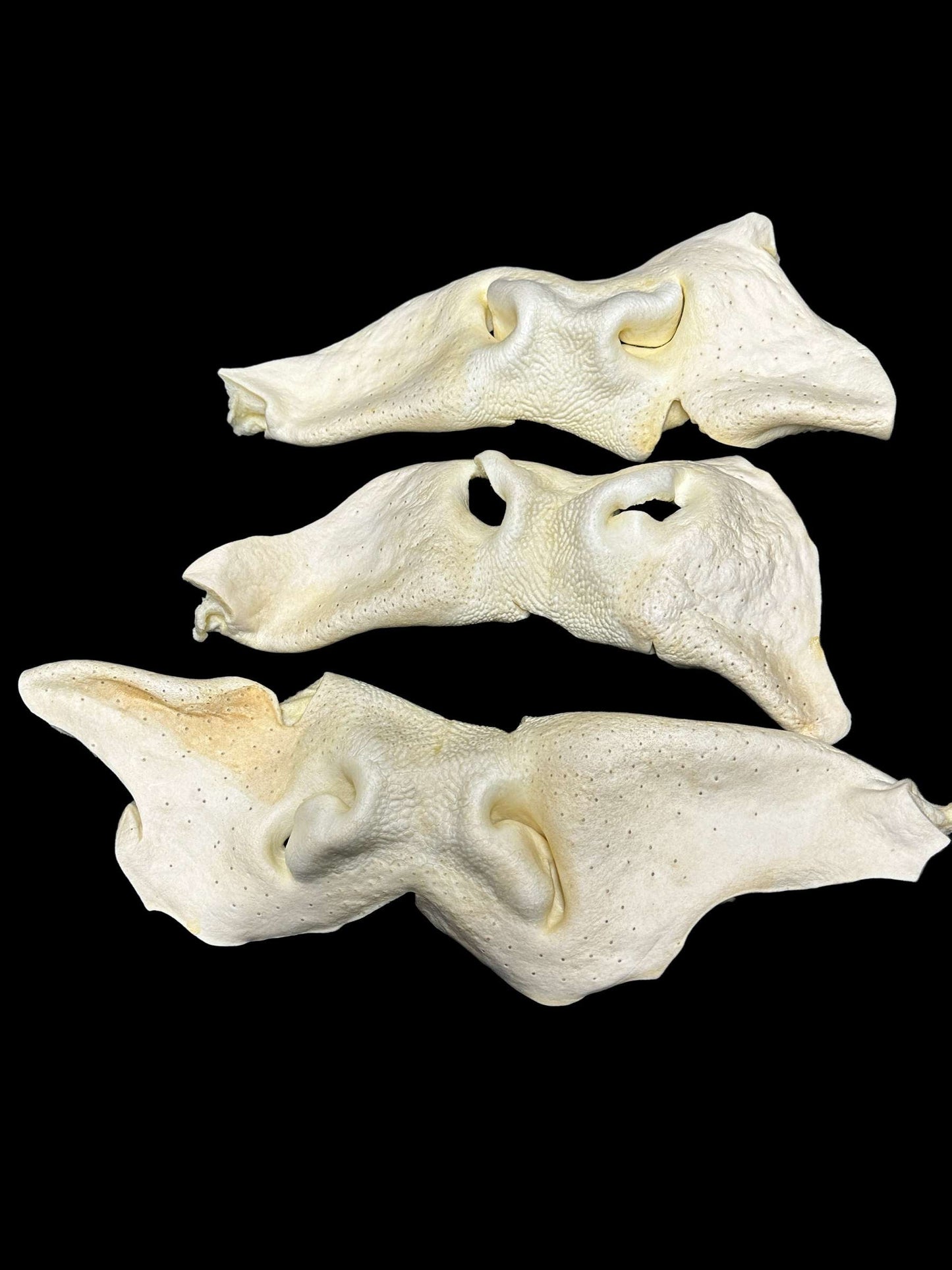 Dog Treat - Cow Noses - 3pk
