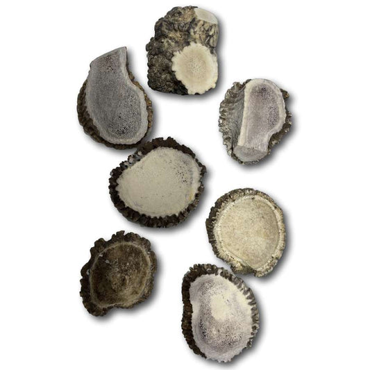 Dog Treat - Elk Antler Rosette Buttons - Image 2