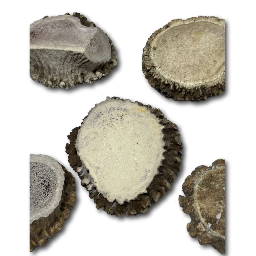 Dog Treat - Elk Antler Rosette Buttons