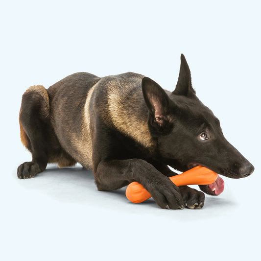 a dog holding a toy in its mouth