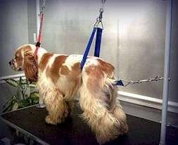Lipsystem Wide Strap Hip Support - Dog Grooming