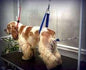 Lipsystem Wide Strap Hip Support - Dog Grooming