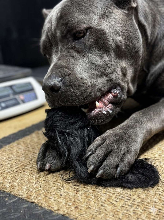 Dog Treat - Monster Cow Ears