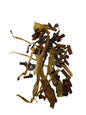 Dog Treat - Ostrich Delight - Image 2