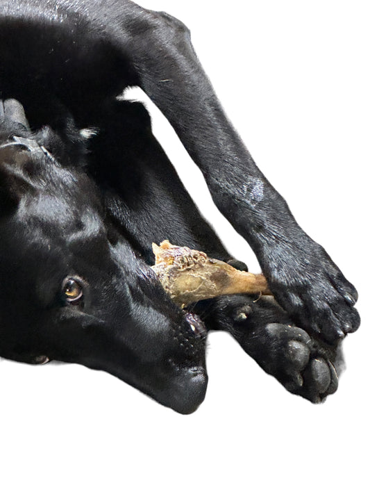 Dog Treat - Ostrich Wing Marrow Bones - Image 2