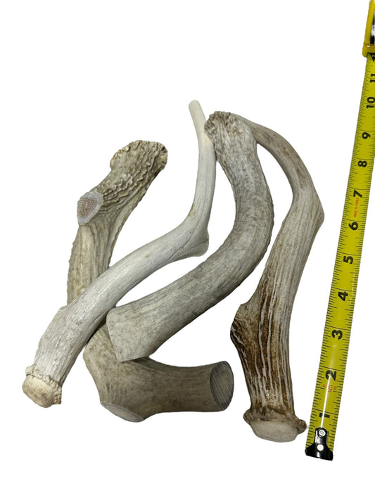 Dog Treat - Deer Antler Large