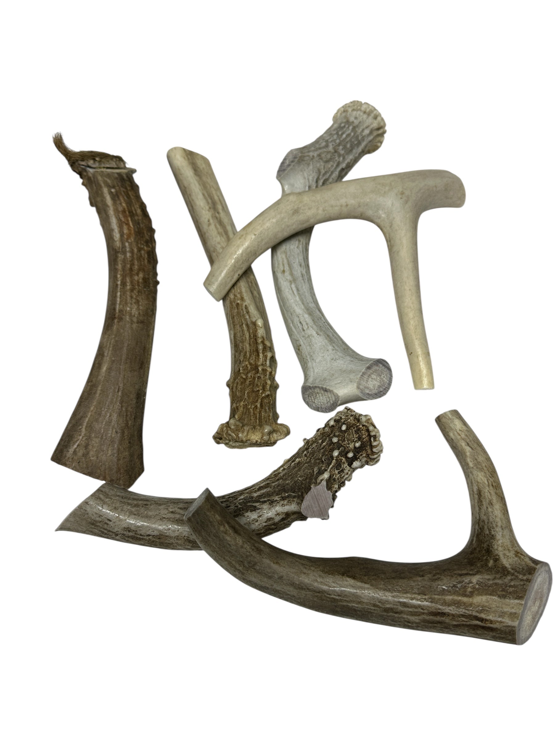 Dog Treat - Deer Antler Large - Image 2