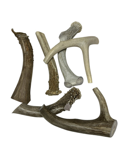 Dog Treat - Deer Antler Large - Image 2
