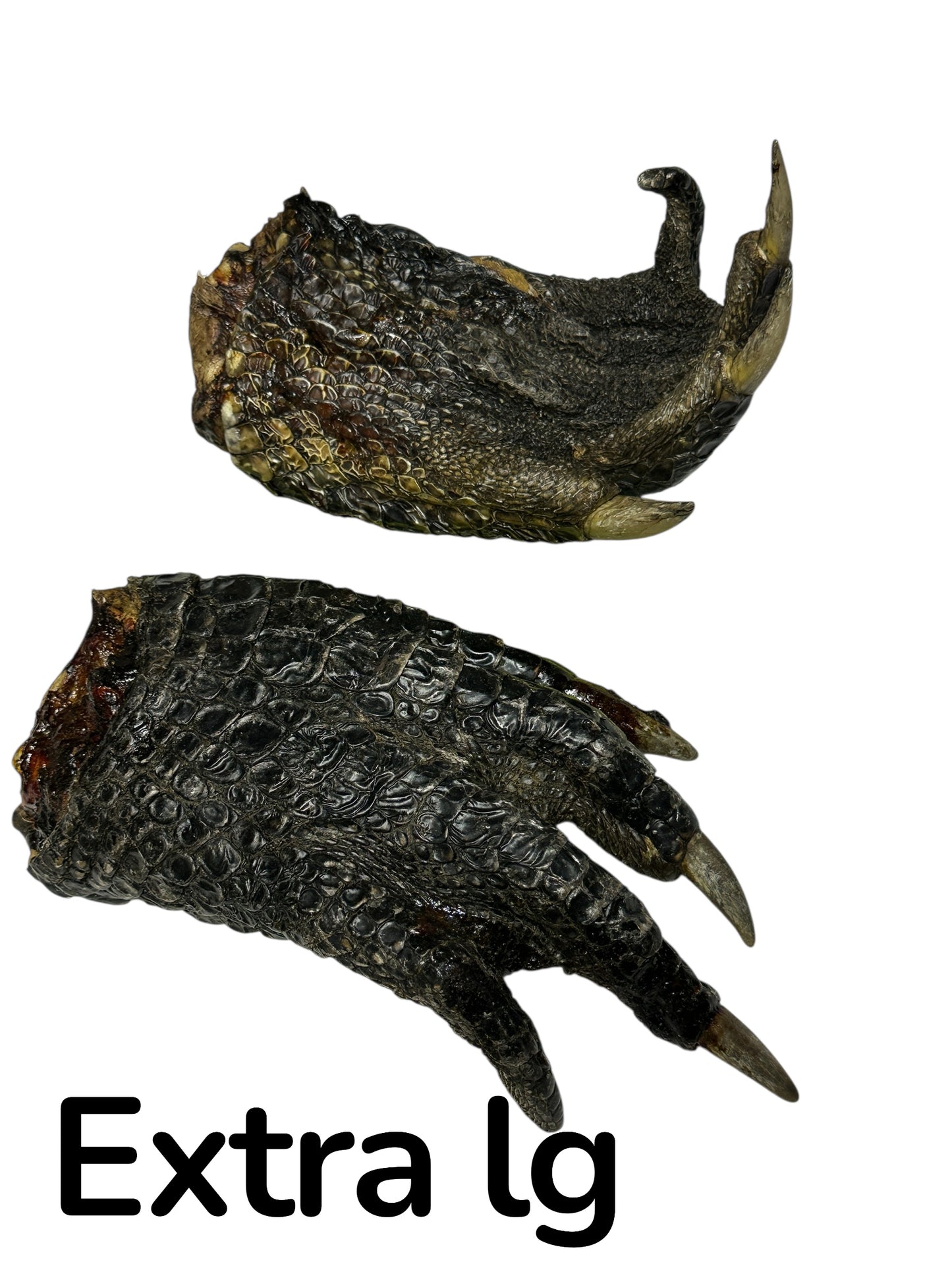 Dog Treat - Gator Paws - Image 3