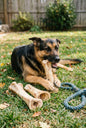 Dog Treat - Water Buffalo Femur Marrow Bone - Lg