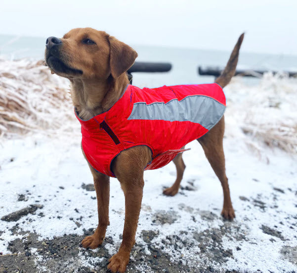 Bay Dog Saginaw Fleece Jacket XL - Dog Clothing