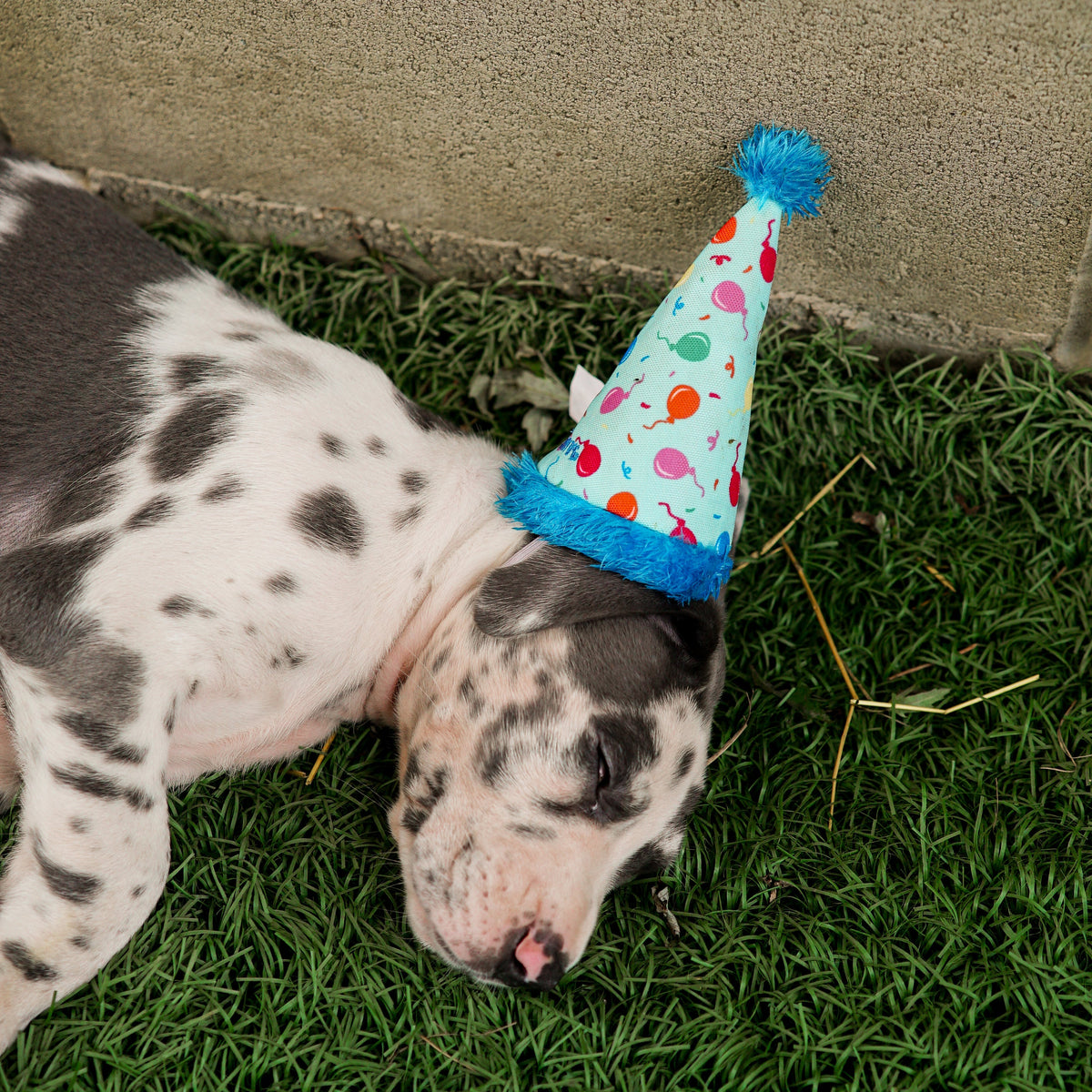 Birthday Party Dog Hat – Nylon, Blue & Pink, Sizes S, L