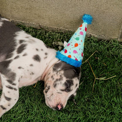 Birthday Party Dog Hat – Nylon, Blue & Pink, Sizes S, L