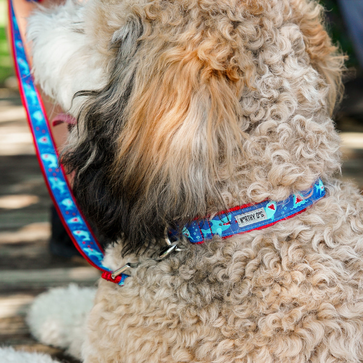 Blue Shark Nylon Dog Collar in blue, product view 4