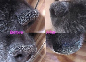a close up of a dog nose