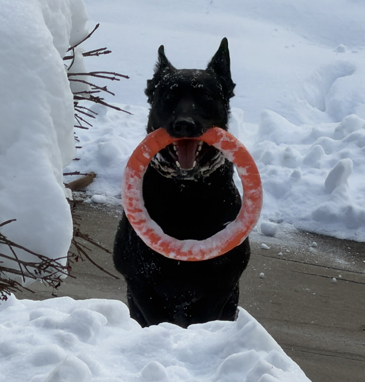 a dog holding a toy in its mouth
