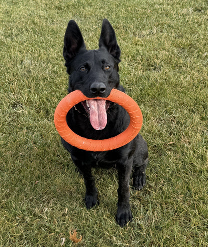 a dog with a toy in its mouth