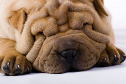 a close up of a dog's face